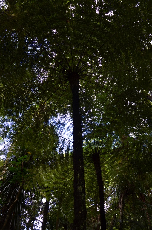 2017-03 New Zealand/Hunua/DSC_0219.JPG